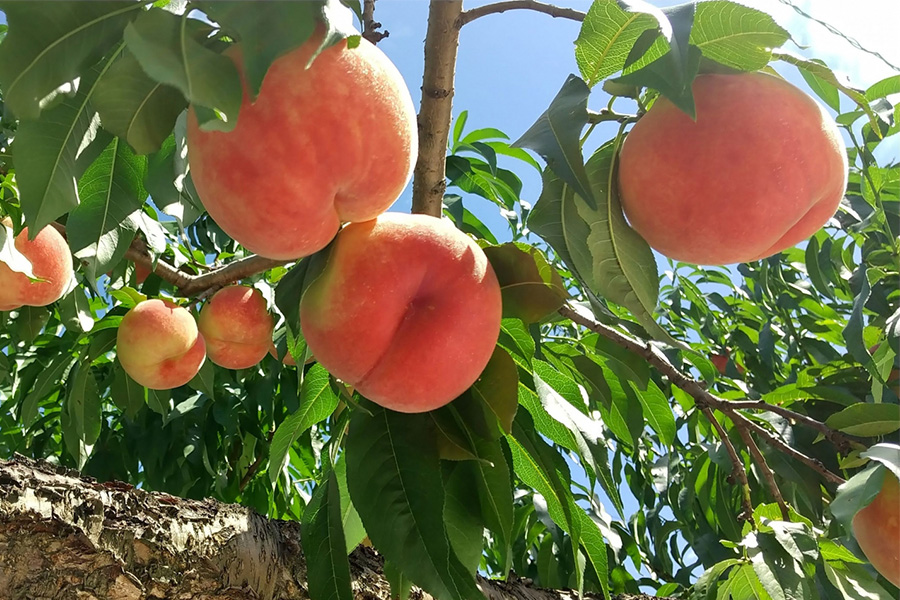 美食活動